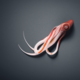 Squid