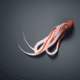 Squid