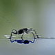 Water Strider