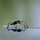Water Strider