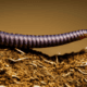 Worm
